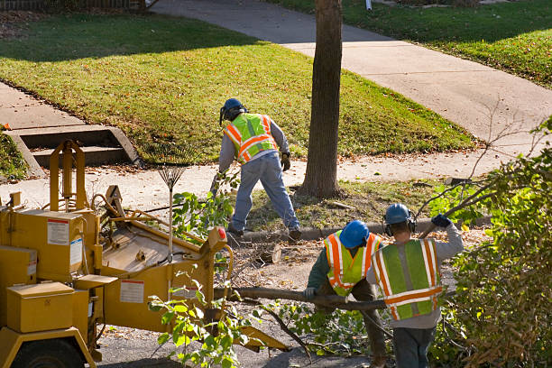 Best Tree Removal Services  in Waverly, VA